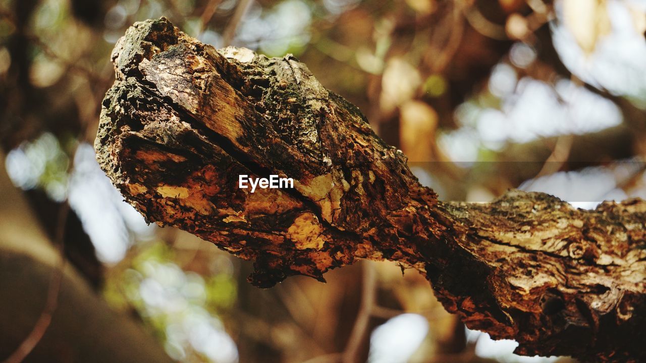 CLOSE-UP OF DRIED LEAVES ON TREE