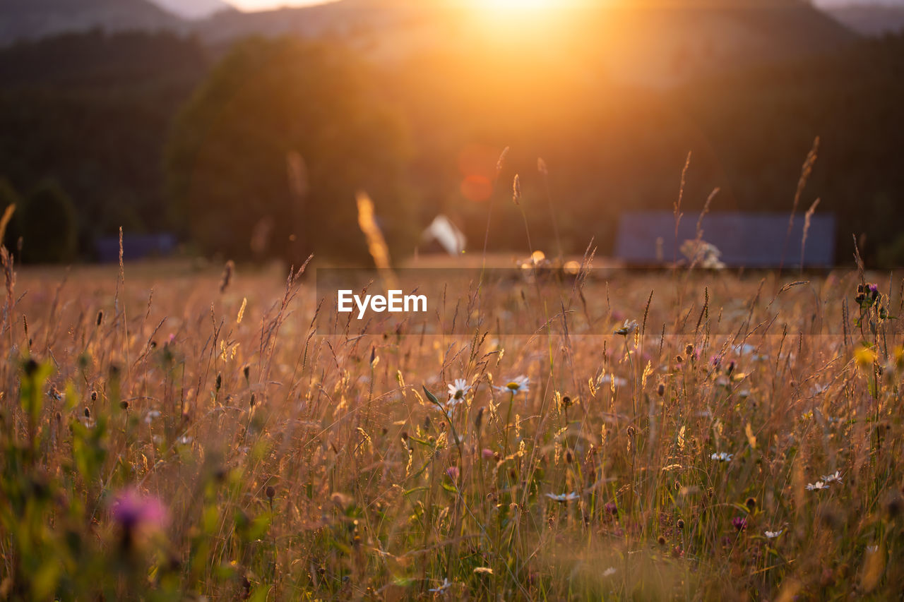 scenic view of grassy field