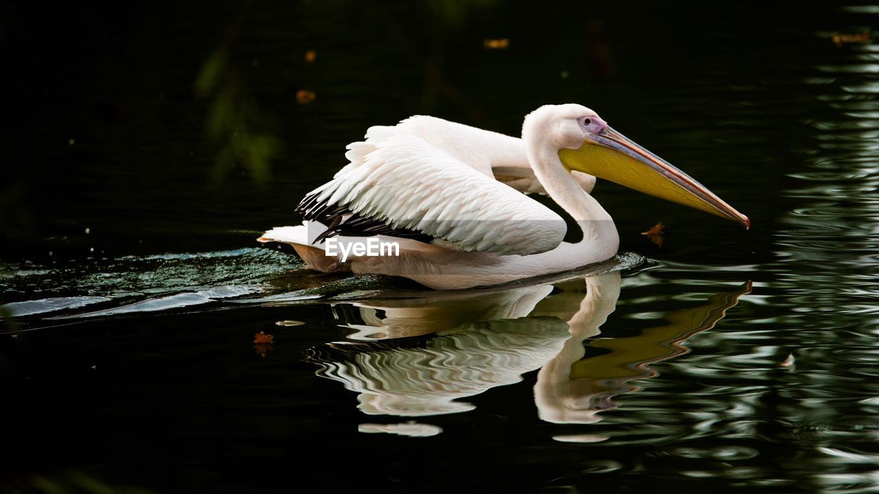 CLOSE-UP OF DUCK SWIMMING ON LAKE