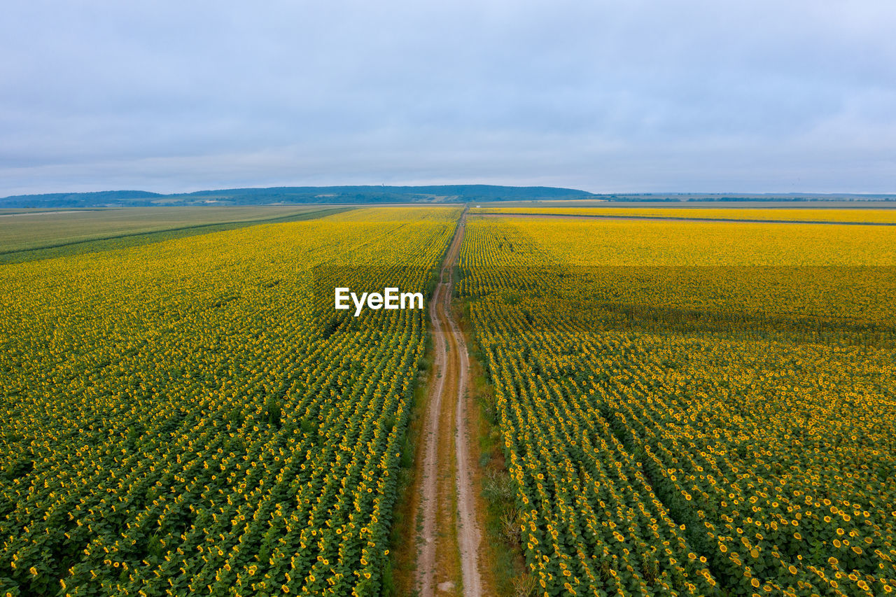 Scenic view of agricultural field against sky