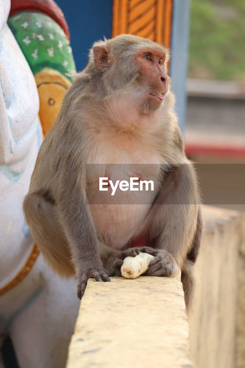 Close-up of lion monkey sitting on wood at temple