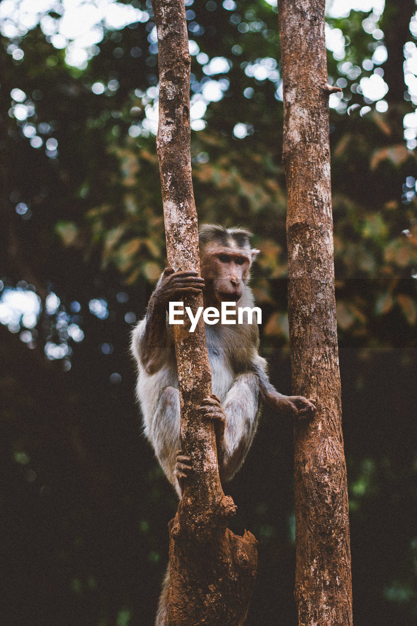 Monkey sitting on tree trunk in forest