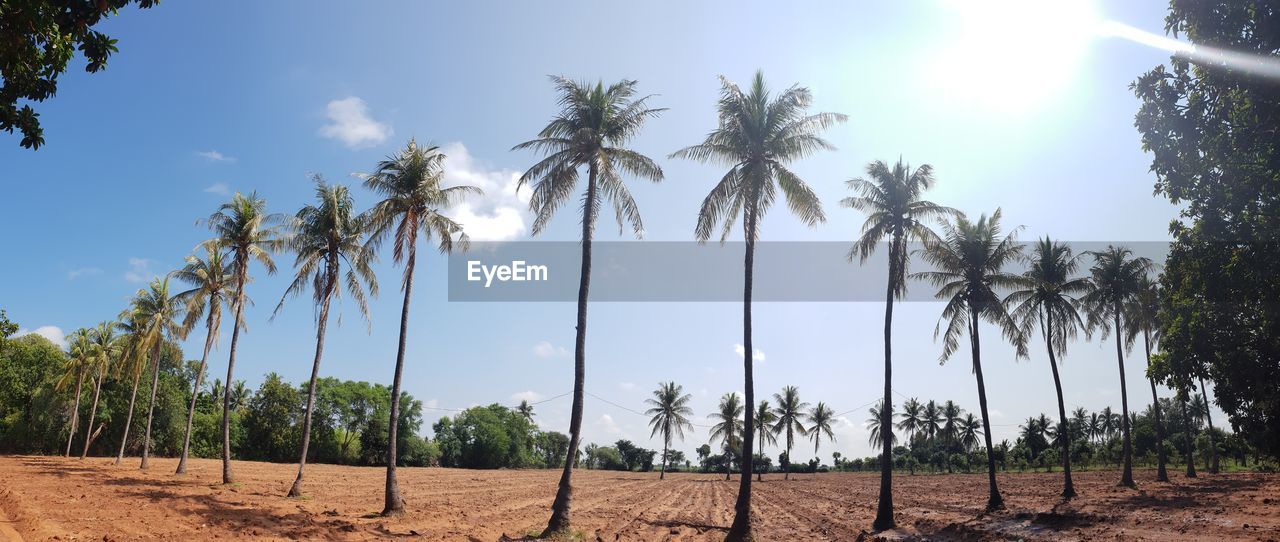 Tree Sky Cloud - Sky Agricultural Field Cultivated Land Farmland Growing Farm Crop