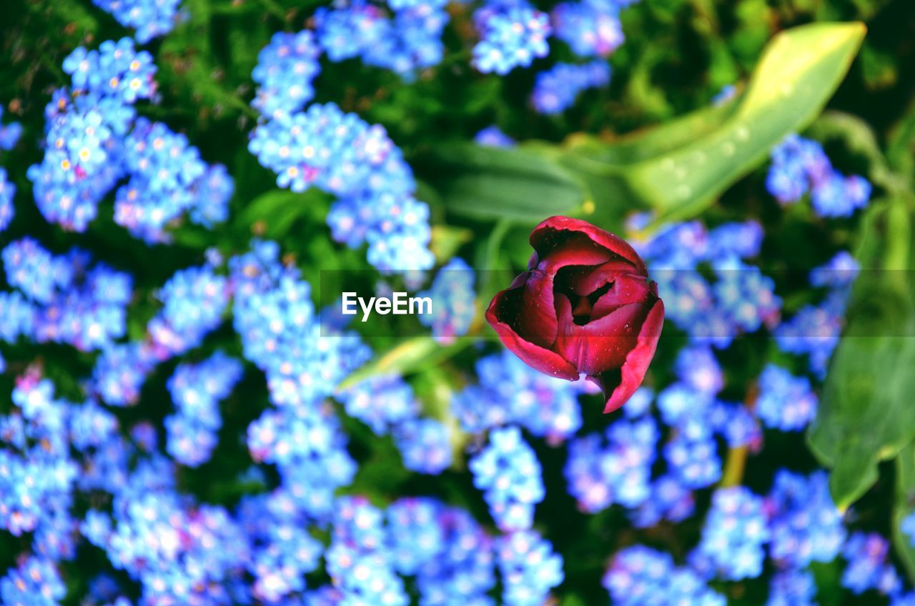 Close-up of red rose on plant