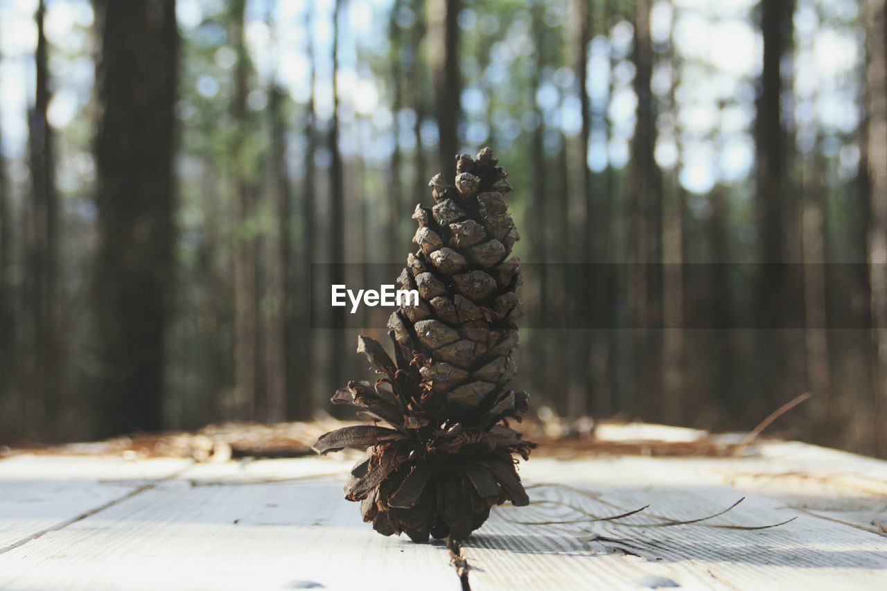 Close-up of pine cone on table