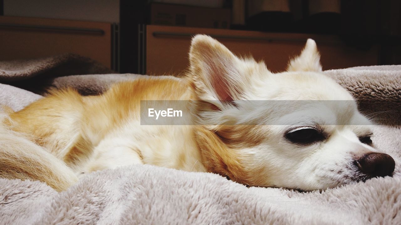 CLOSE-UP OF A DOG LYING ON THE FLOOR