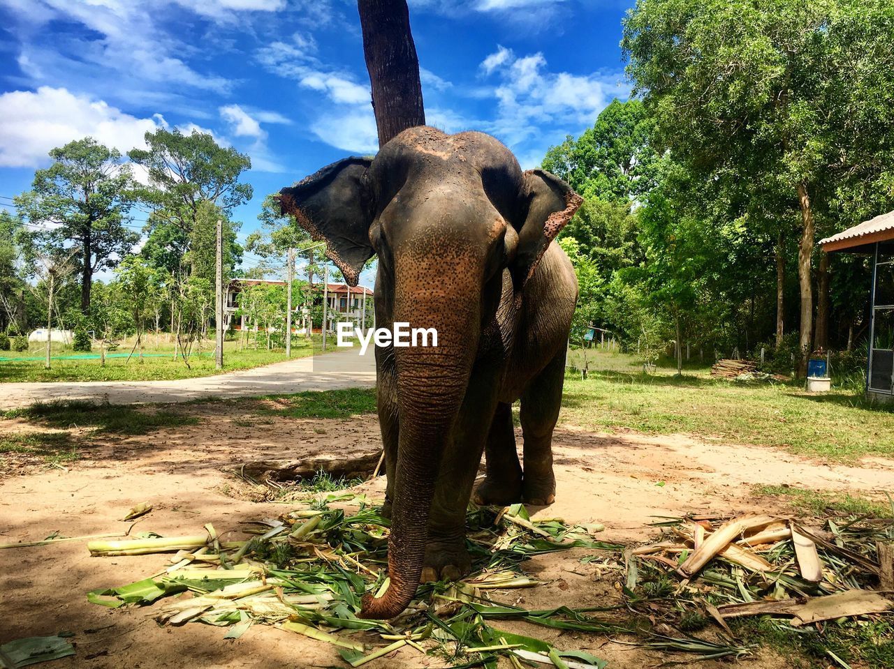 Elephant on field against trees