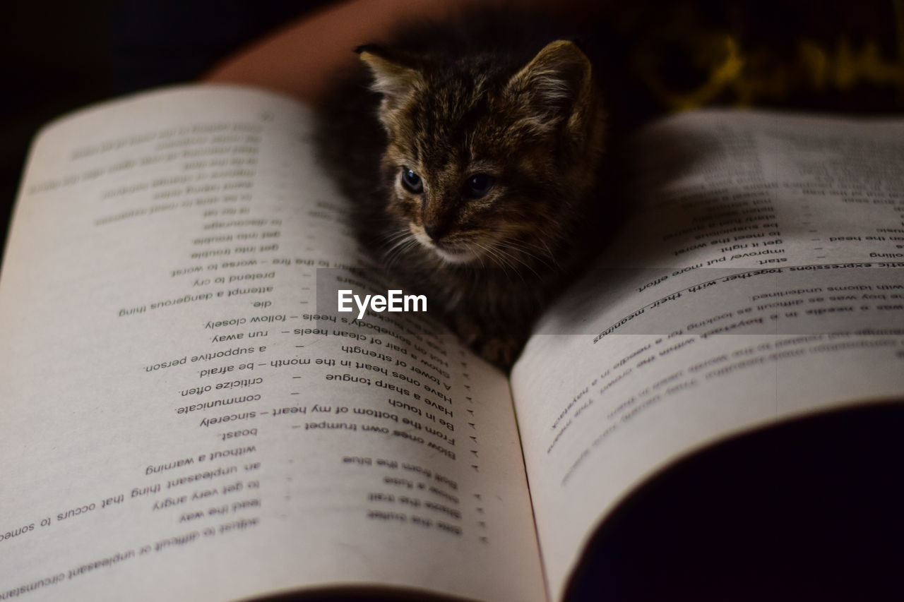 CLOSE-UP OF CAT WITH OPEN BOOK