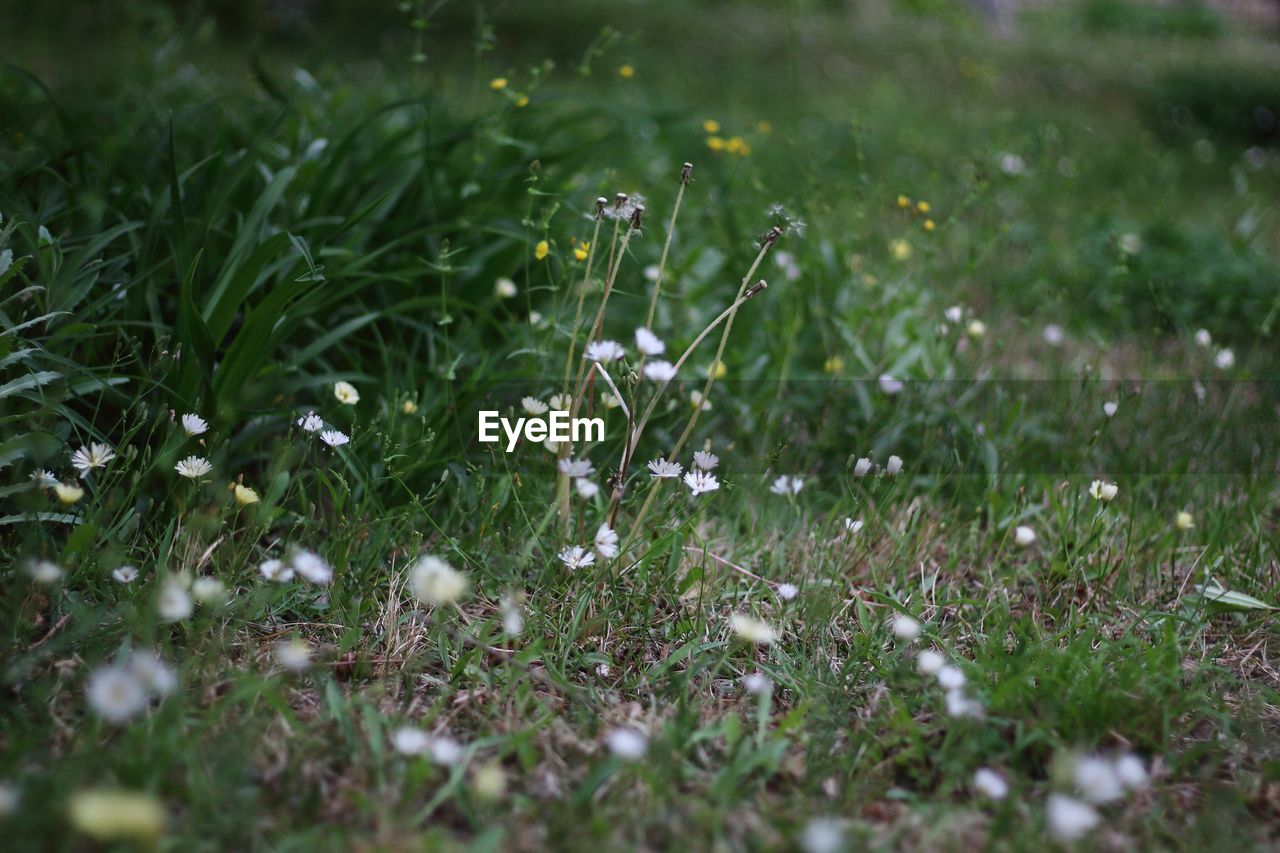 White flowers growing in field