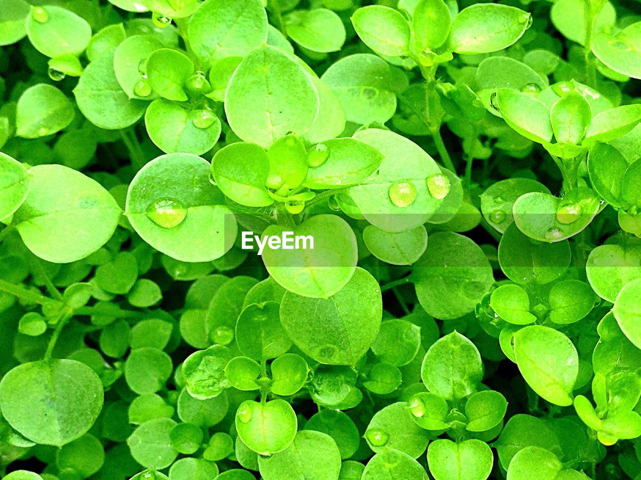 Full frame shot of plants