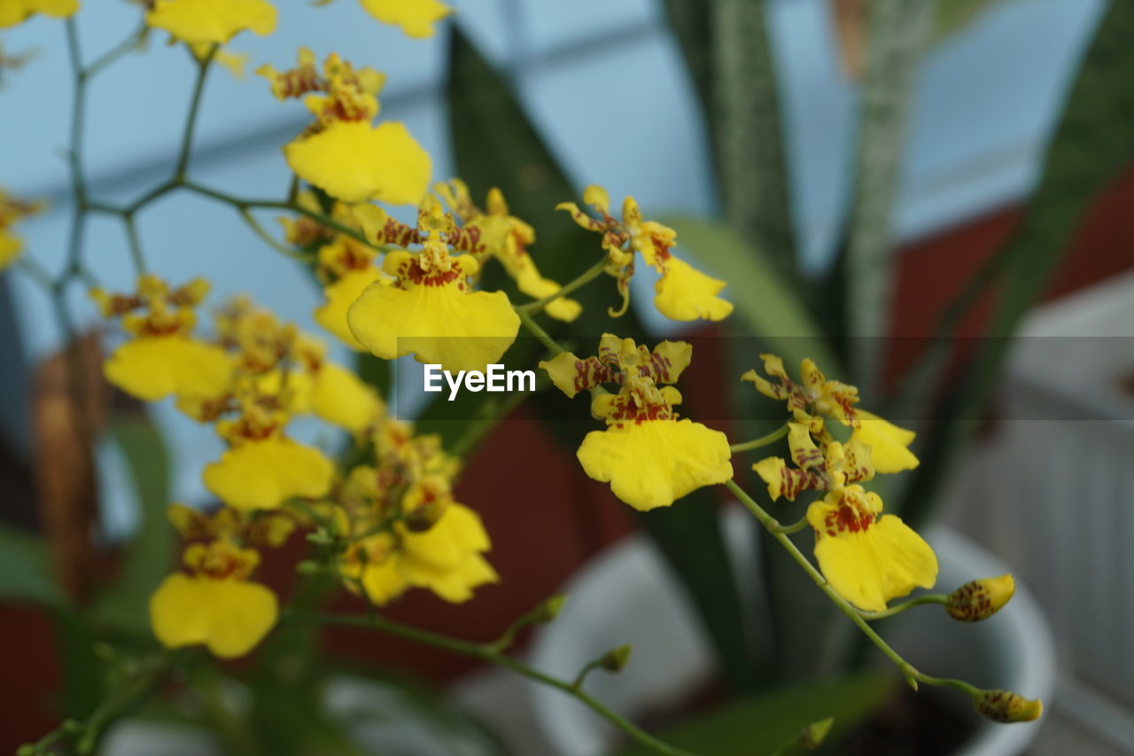 CLOSE-UP OF YELLOW FLOWERS ON PLANT