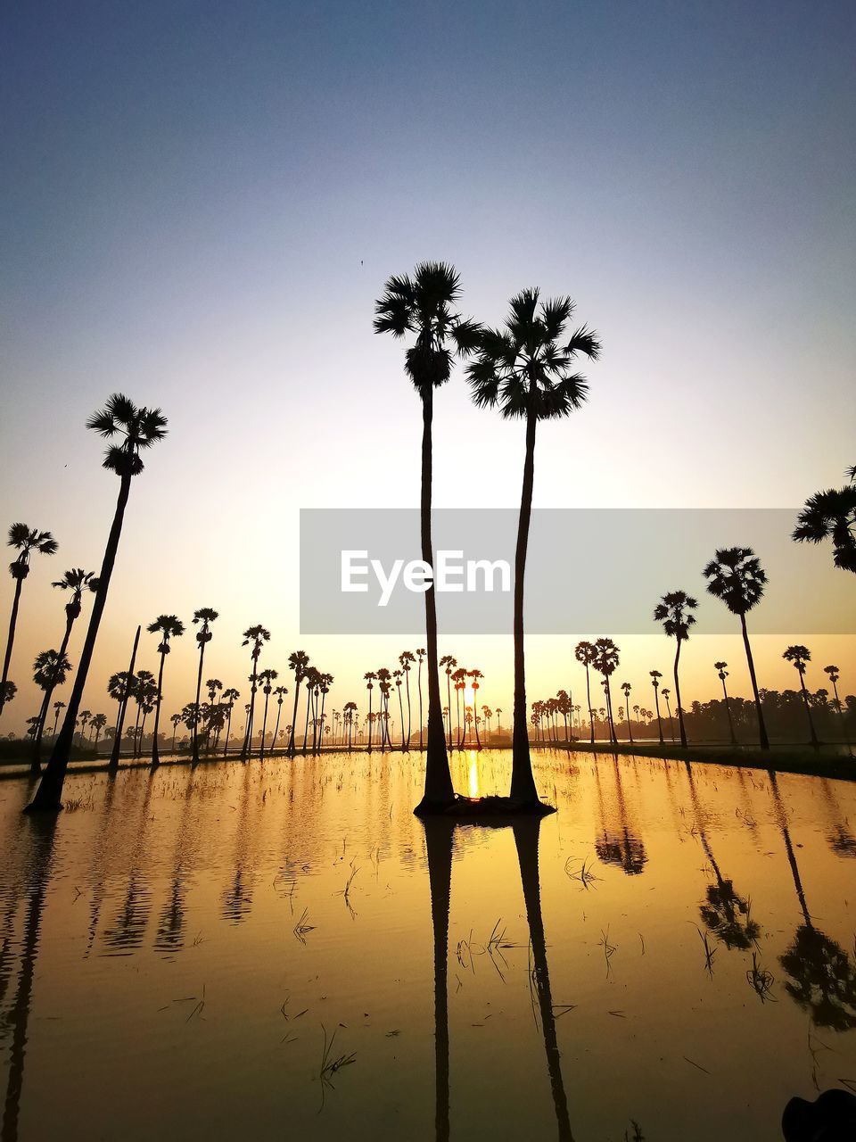 SILHOUETTE PALM TREE BY SWIMMING POOL AGAINST SKY