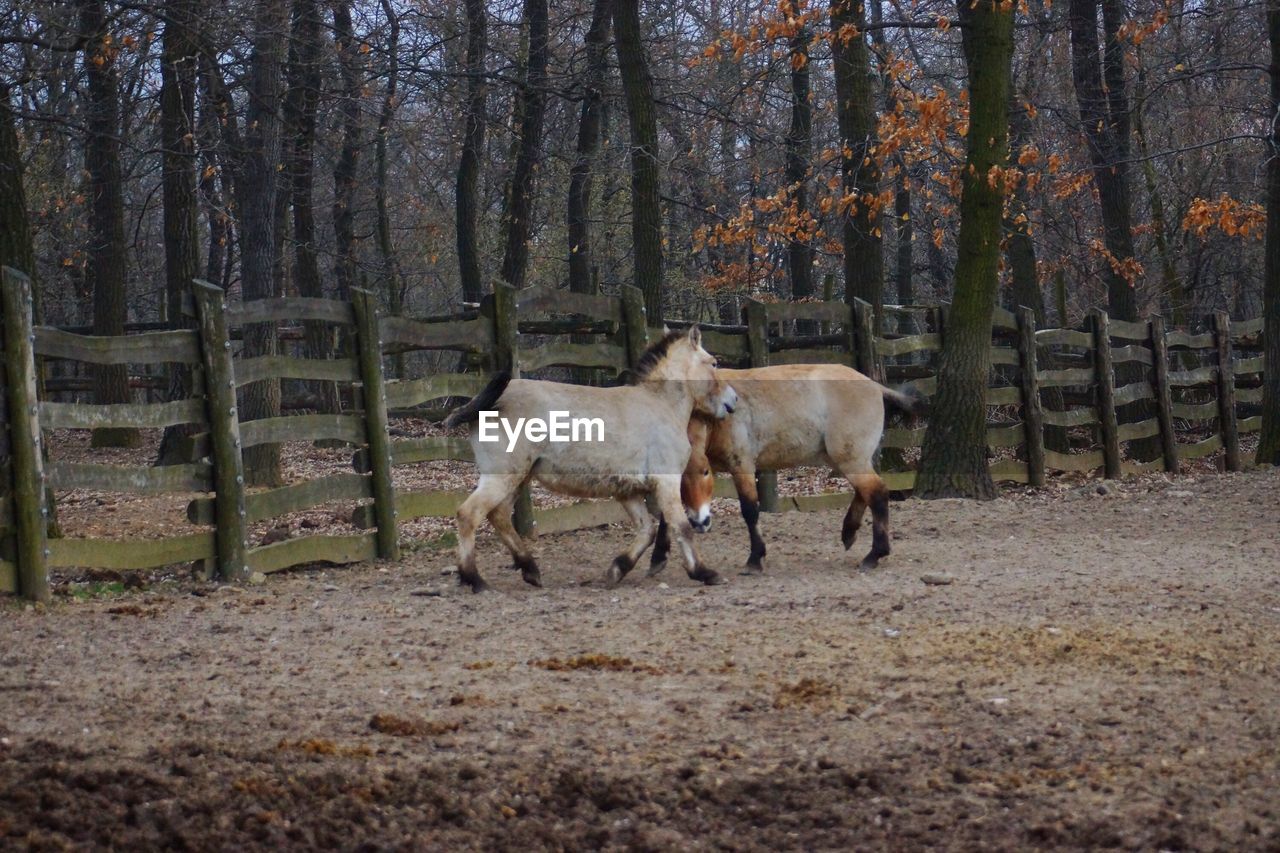 HORSE STANDING ON FIELD AGAINST TREES IN FOREST