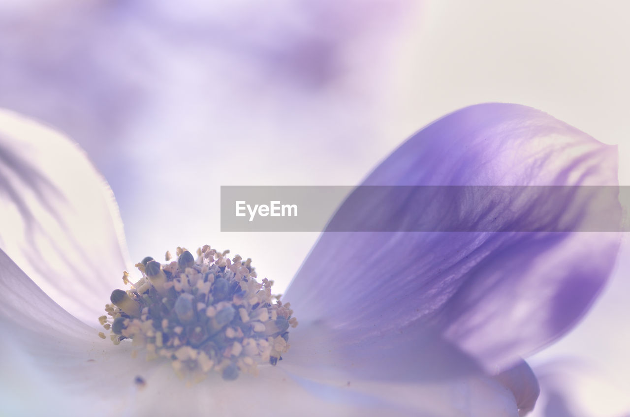 CLOSE-UP OF PURPLE FLOWER PLANT