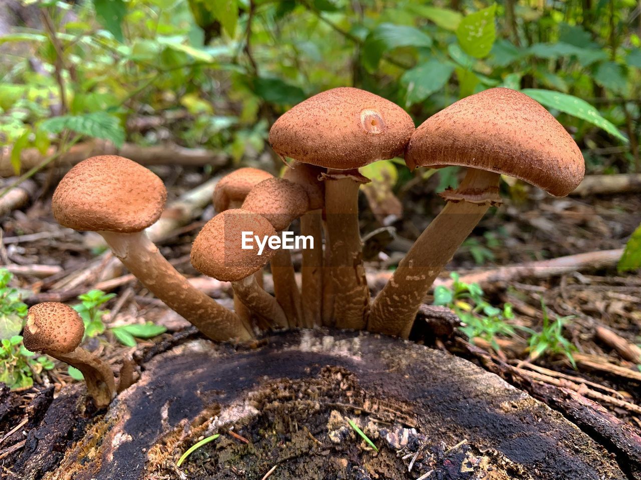 Forest mushroom