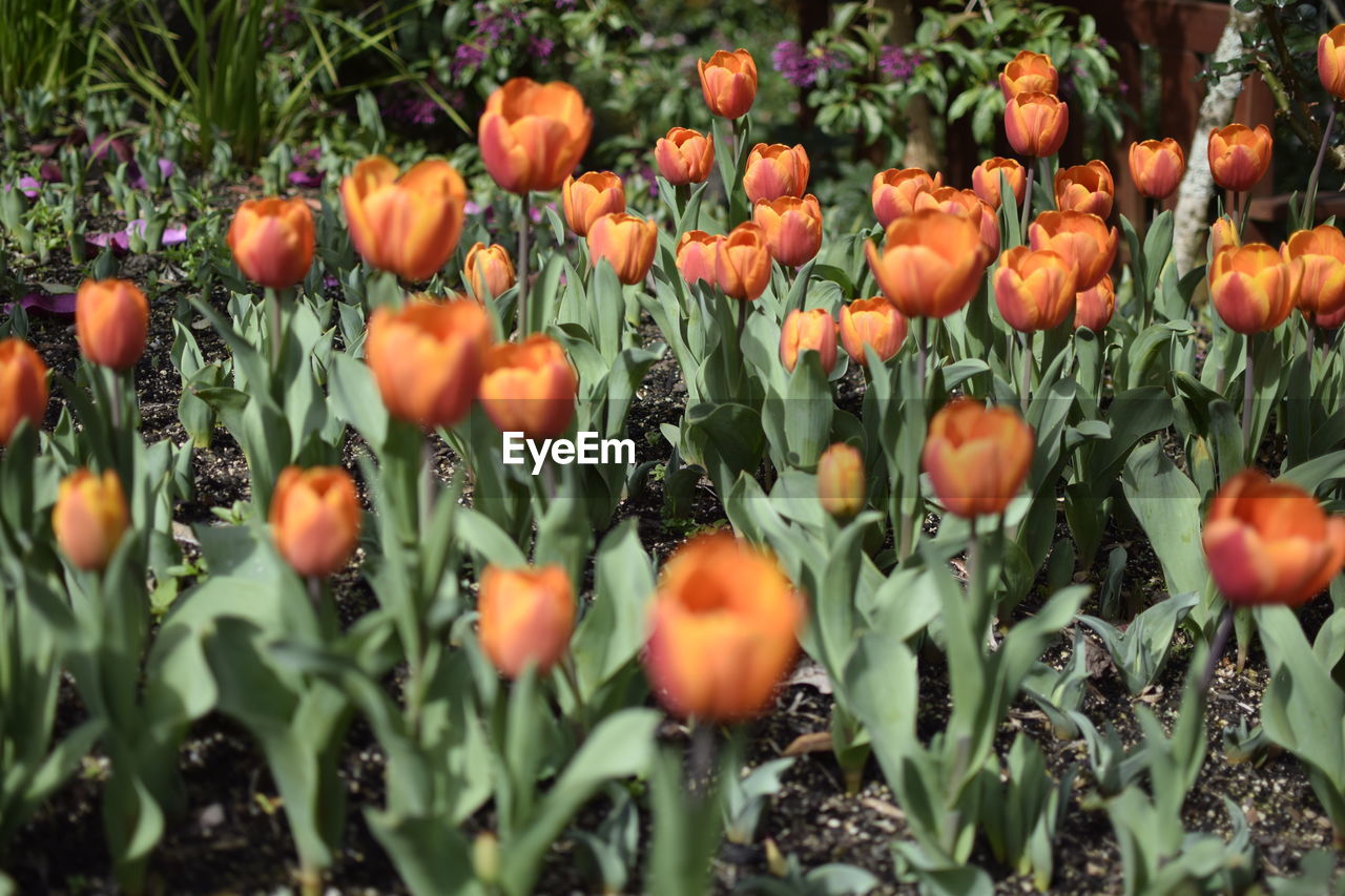 Orange flowers growing on field