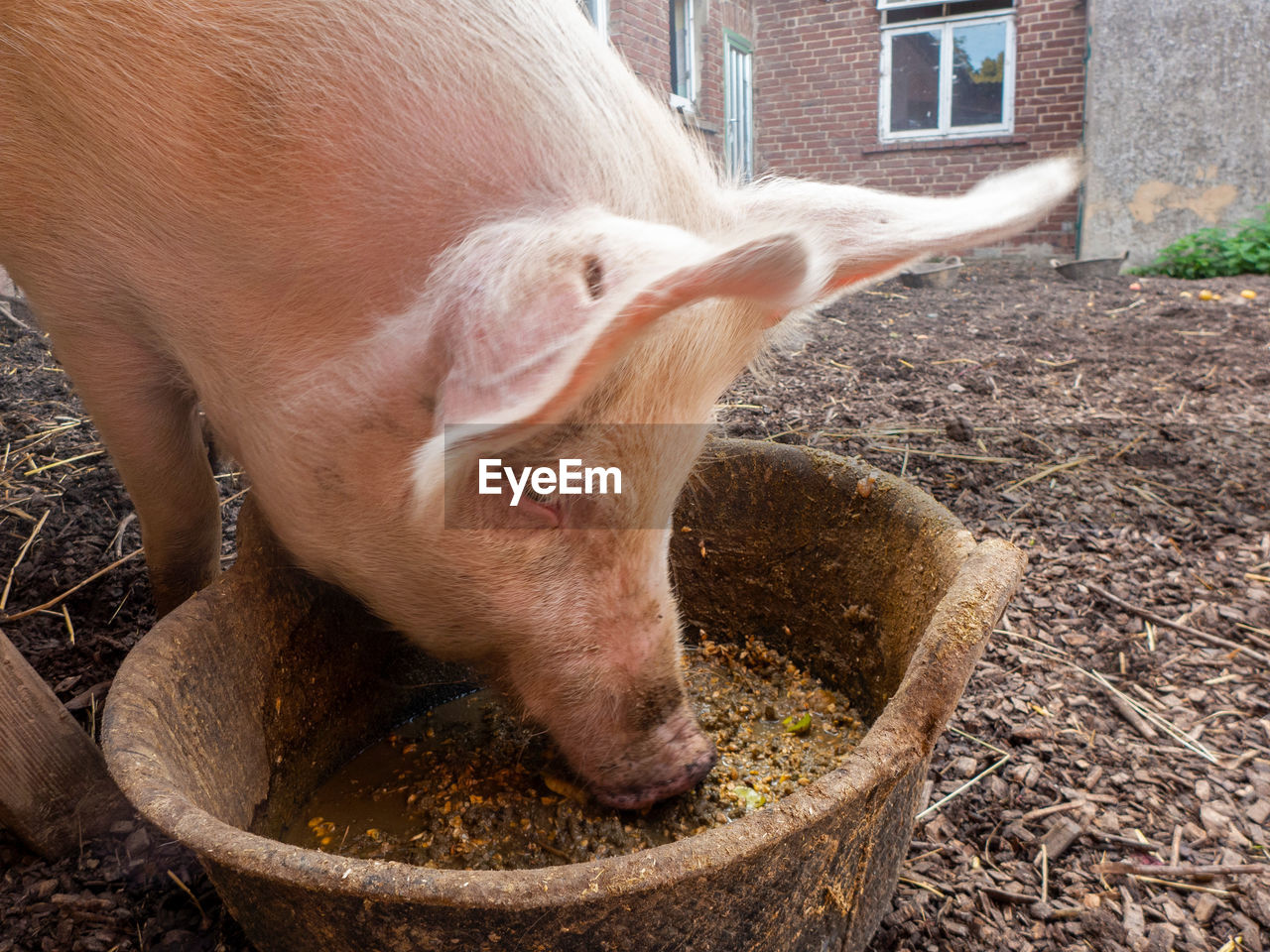 Pig in pigpen, pigsty.  it eats from a round bucket of metal.