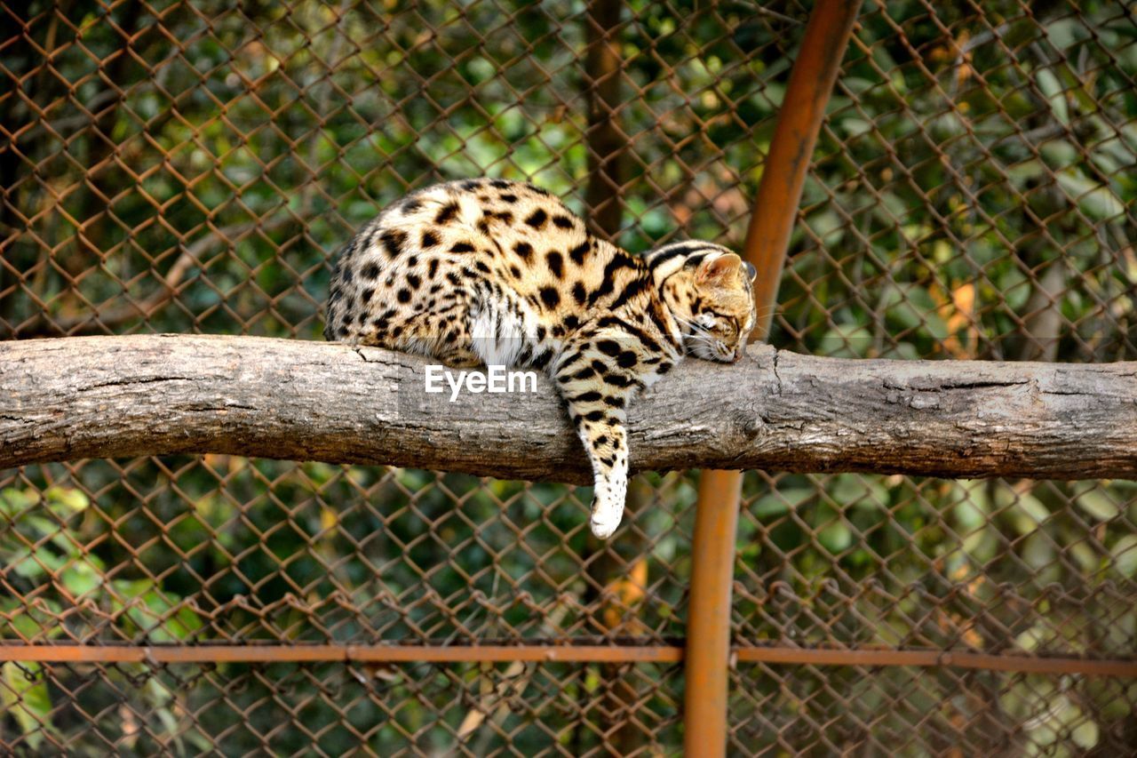 Serval relaxing on tree