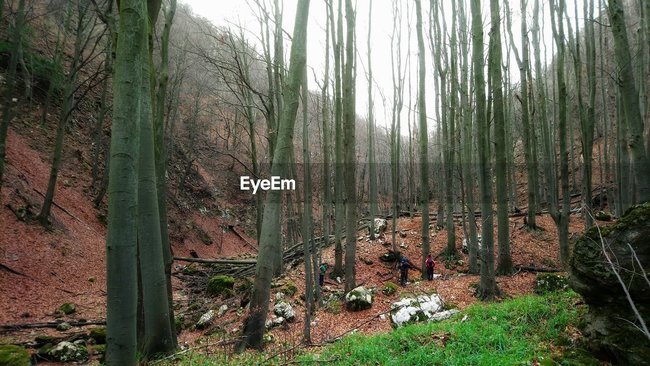 TREES GROWING IN FOREST