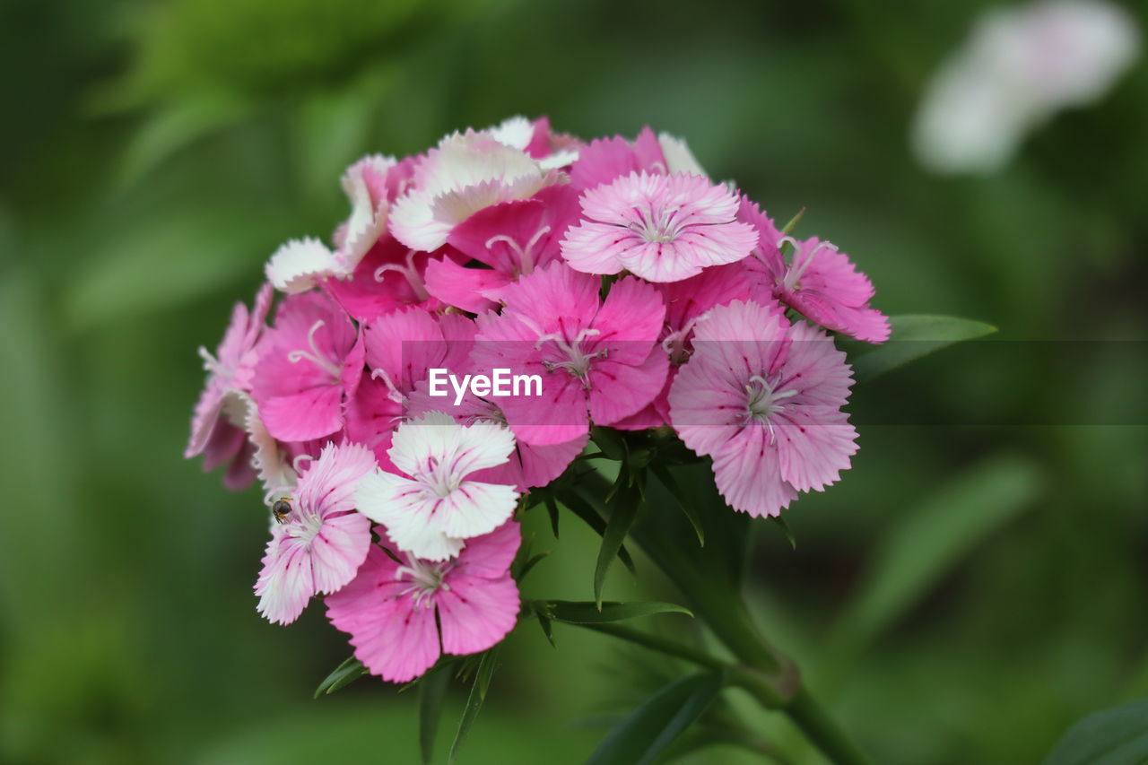 CLOSE-UP OF PINK FLOWER