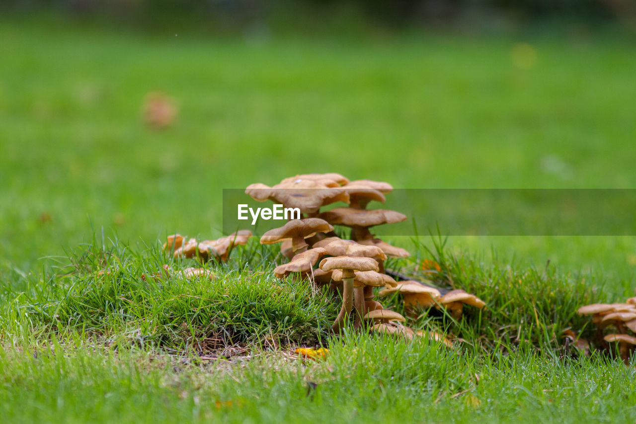 Close-up of mushrooms growing on field