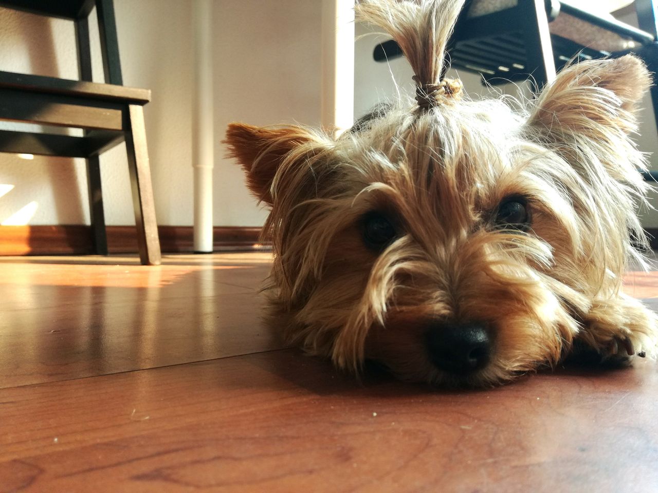 CLOSE-UP OF DOG SITTING ON FLOOR