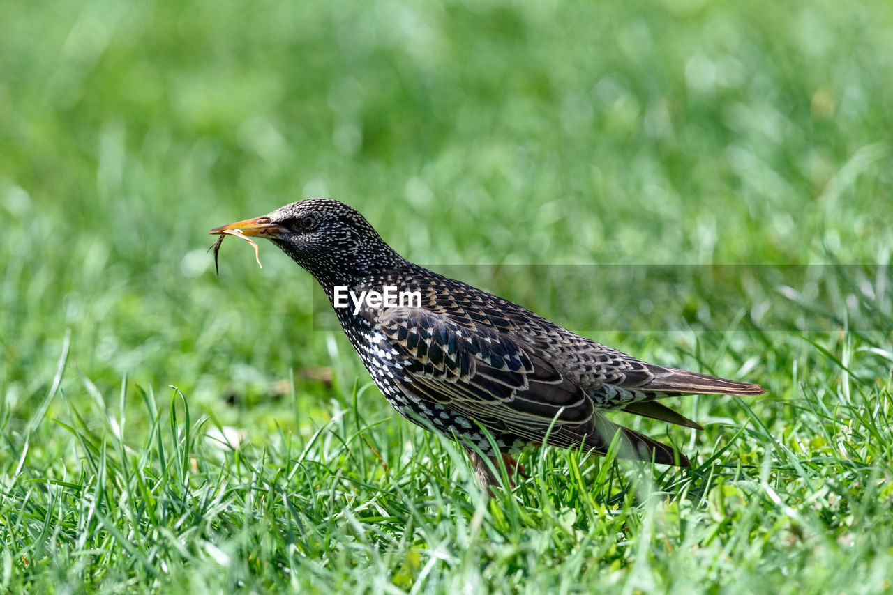 CLOSE-UP OF BIRD PERCHING ON A GRASS