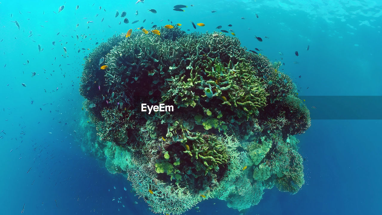 FISH SWIMMING UNDERWATER