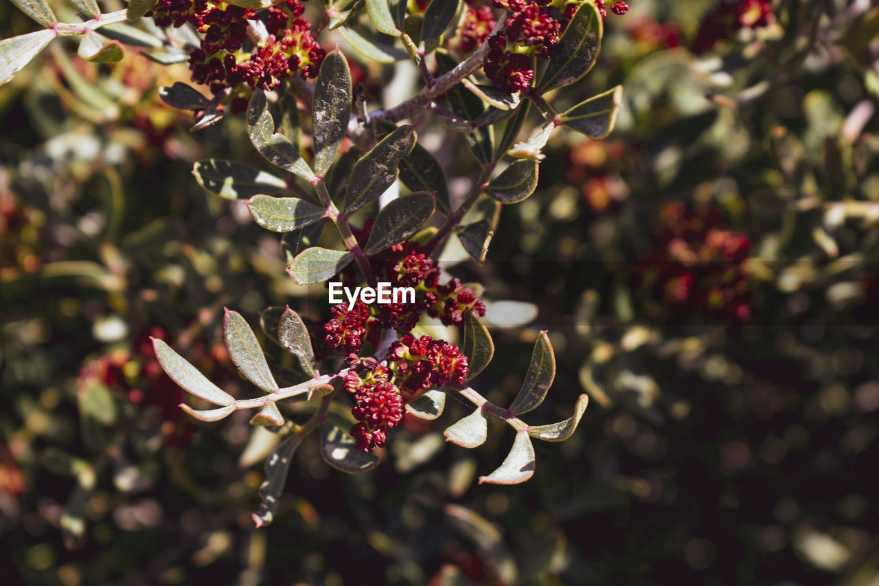 CLOSE-UP OF RED BERRIES