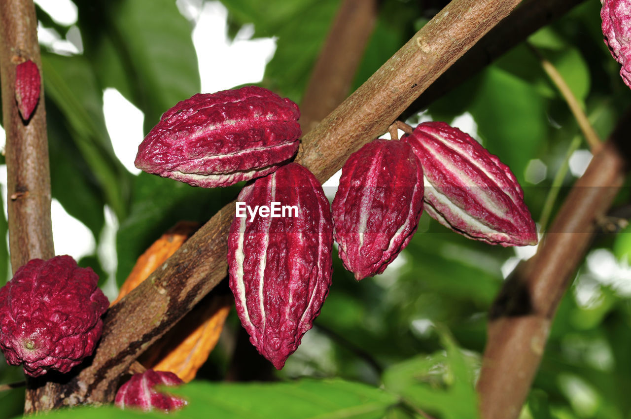 Close-up of red flowering plant