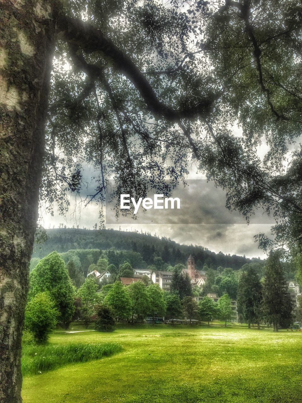 TREES ON GRASSY FIELD