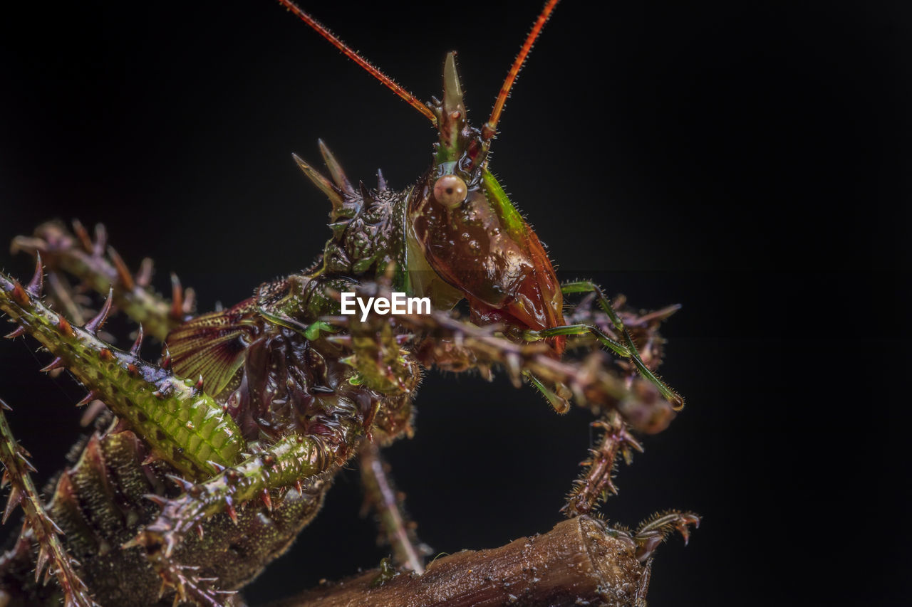 Panacanthus varius: grasshopper from ecuador over dark background