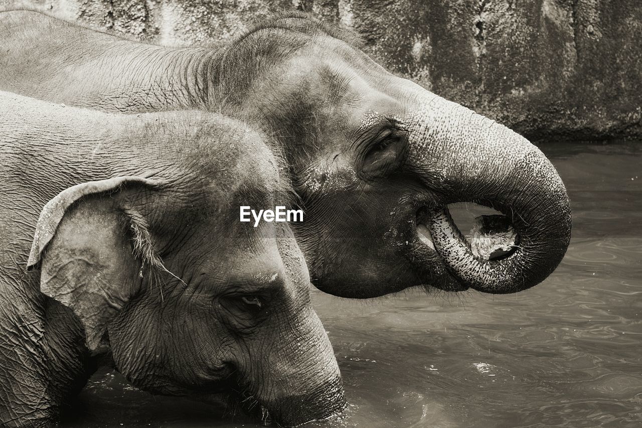 CLOSE-UP OF ELEPHANT WITH MOUTH