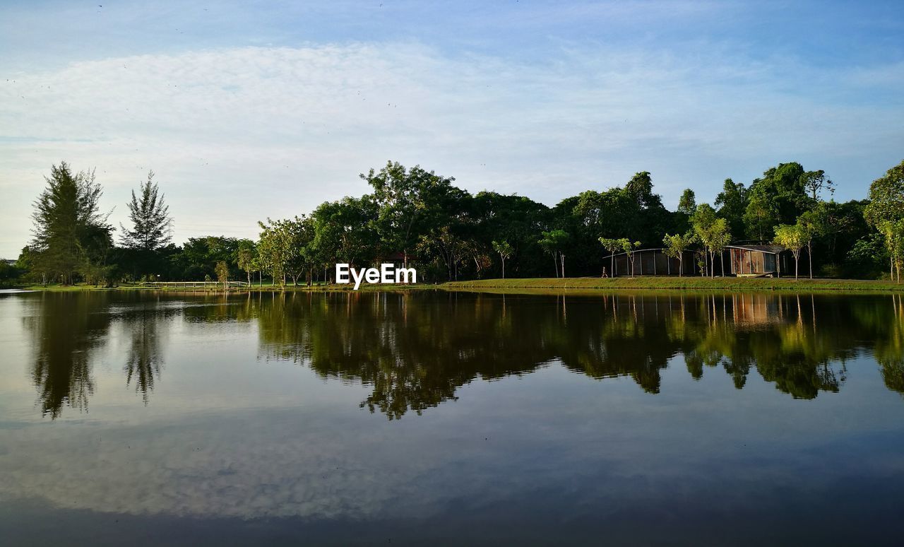 Reflection of trees in calm lake