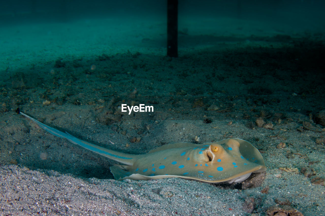 CLOSE-UP OF FISH UNDERWATER