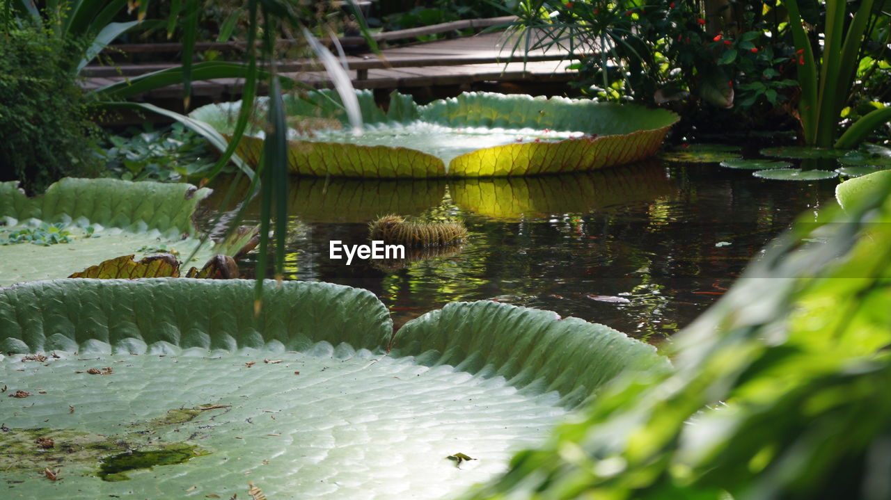 CLOSE-UP OF WATER LILY IN POND