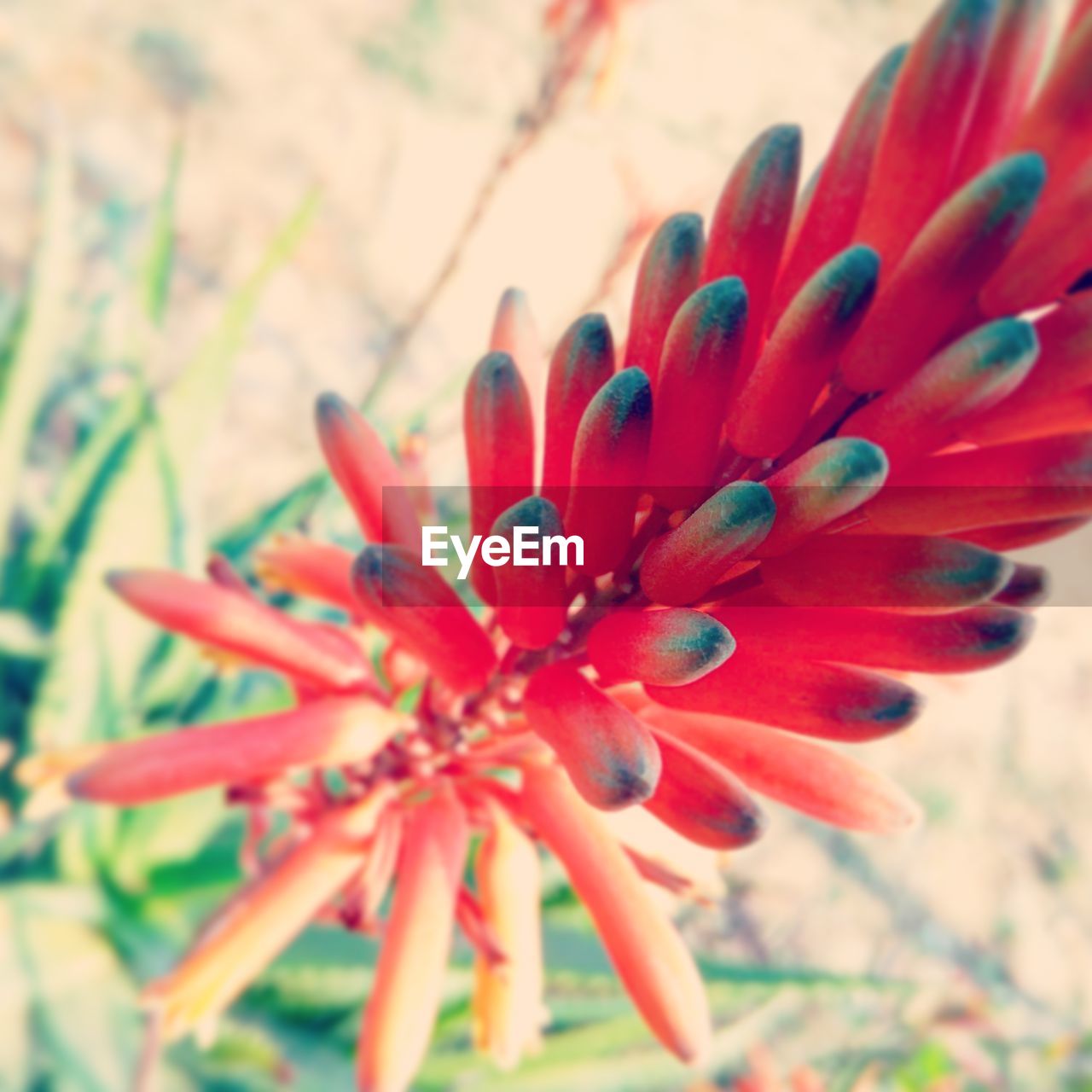 CLOSE-UP OF FLOWER GROWING OUTDOORS