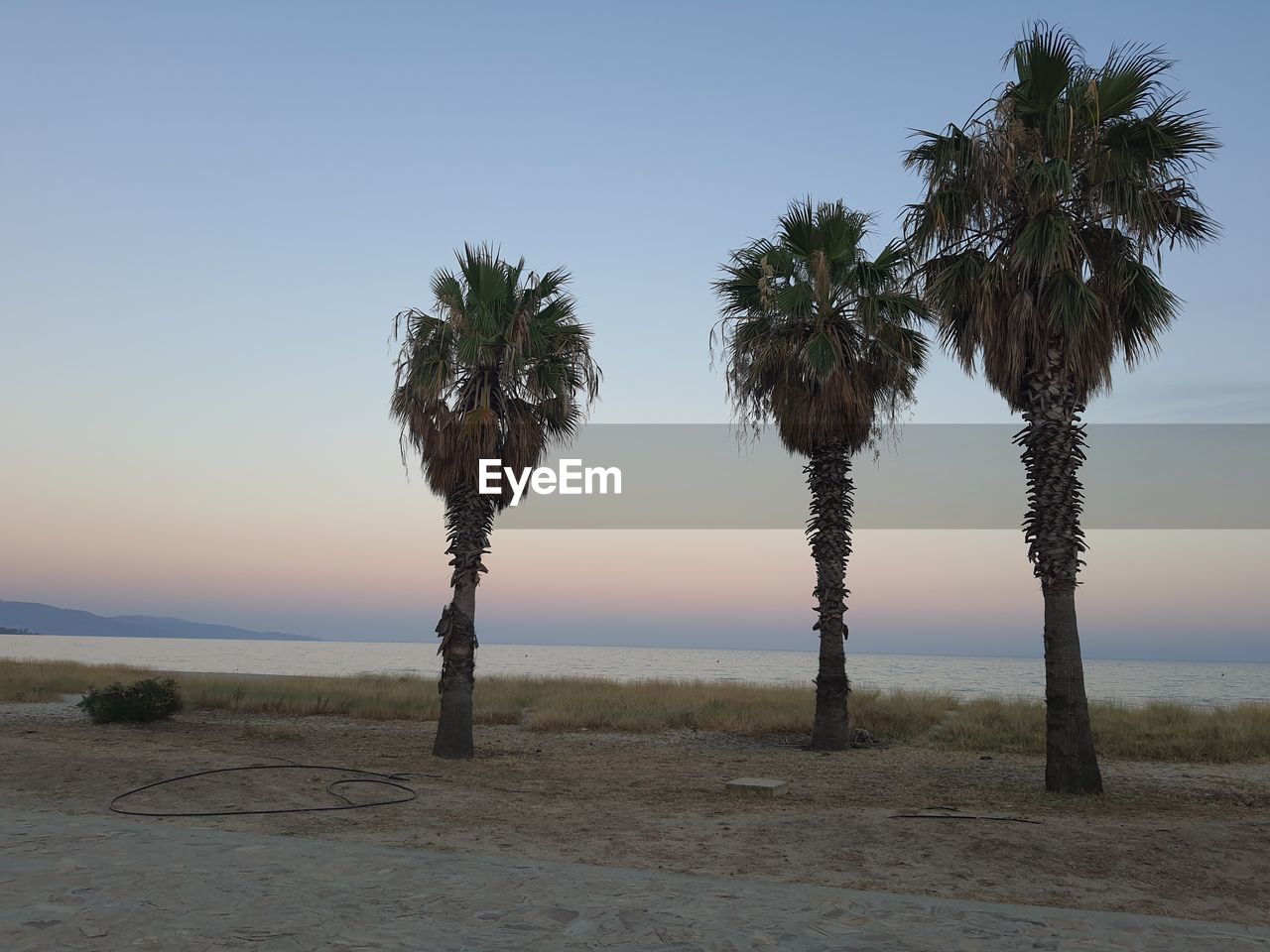 Palm trees on beach against clear sky at sunset
