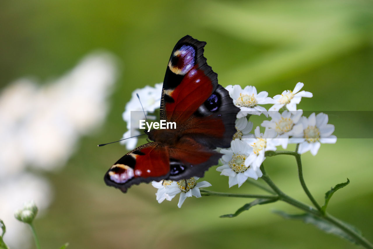CLOSE-UP OF BUTTERFLY ON RED FLOWER