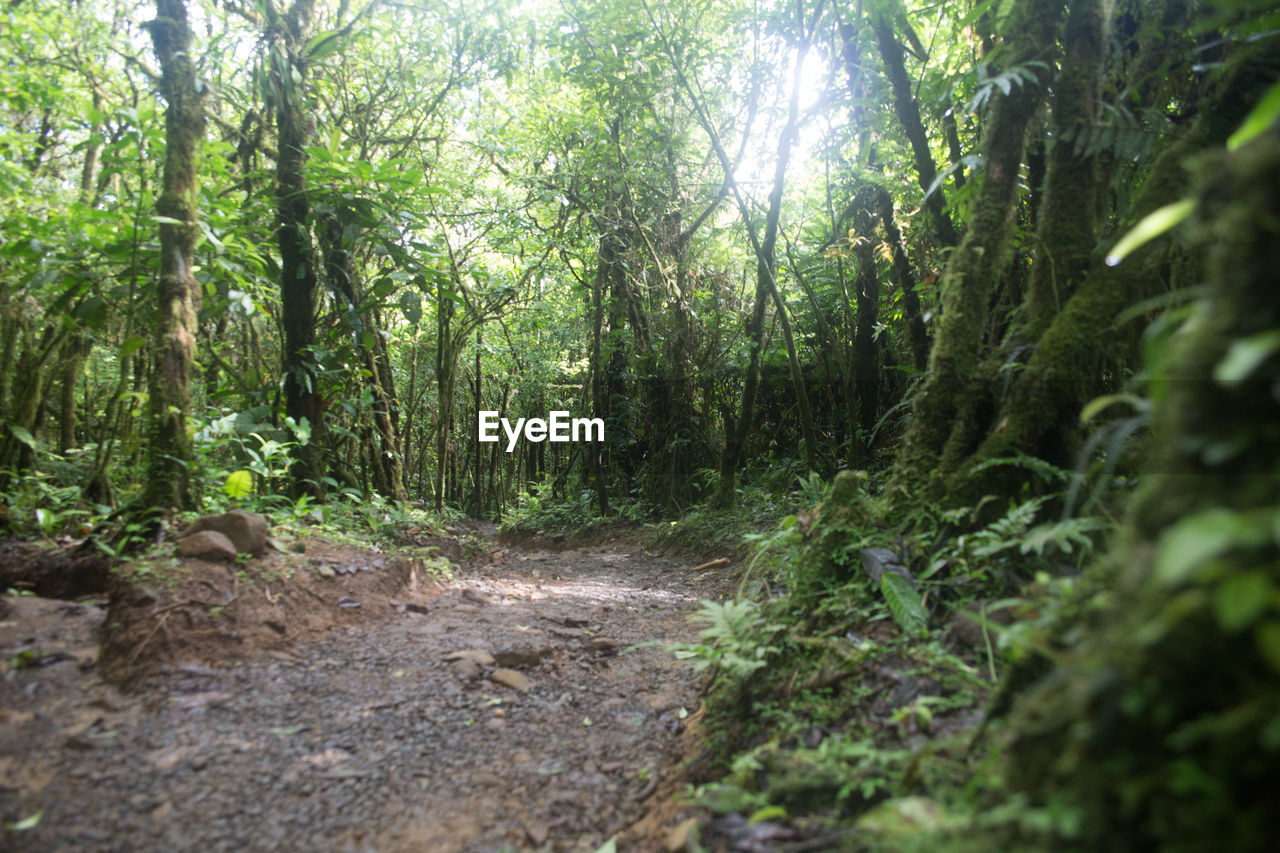 View of empty footpath in forest