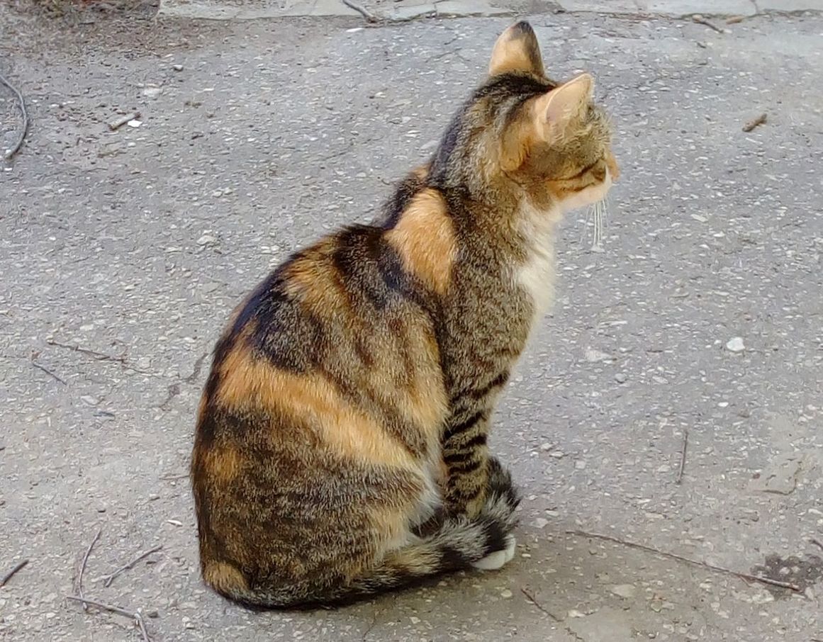 CATS SITTING ON STREET