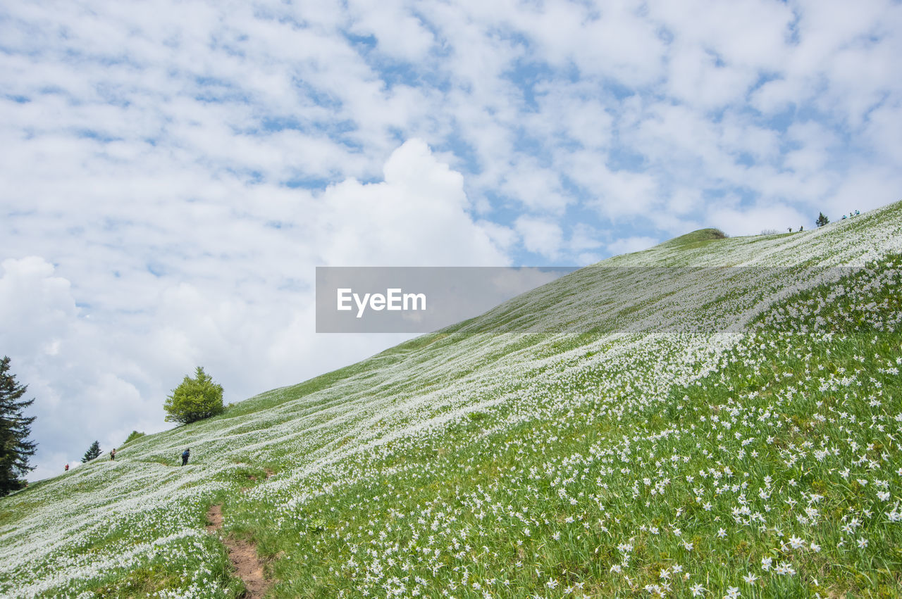 Hillside meadow of blooming white daffodil flowers, mt. golica