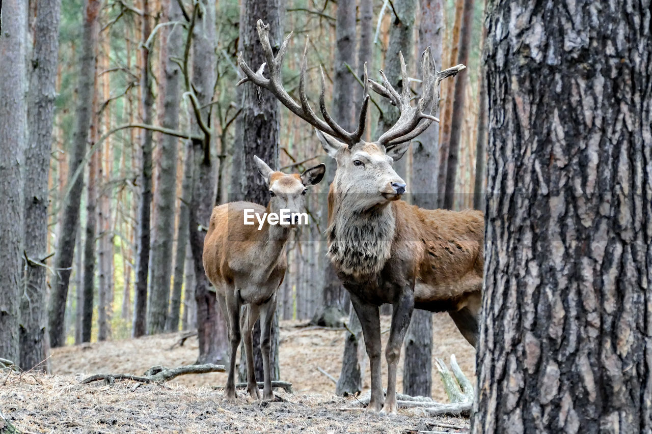 VIEW OF DEER IN FOREST