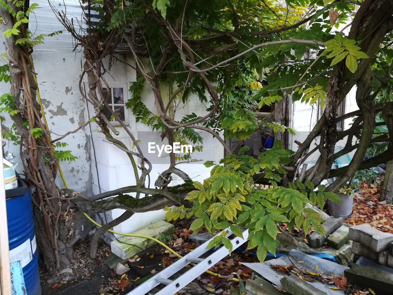 PLANTS AND TREE BY BUILDING