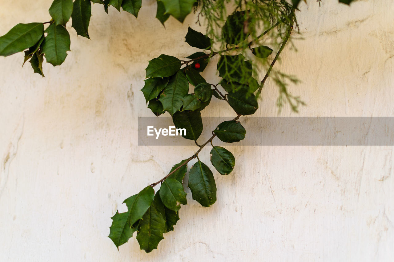 CLOSE-UP OF LEAVES ON WALL