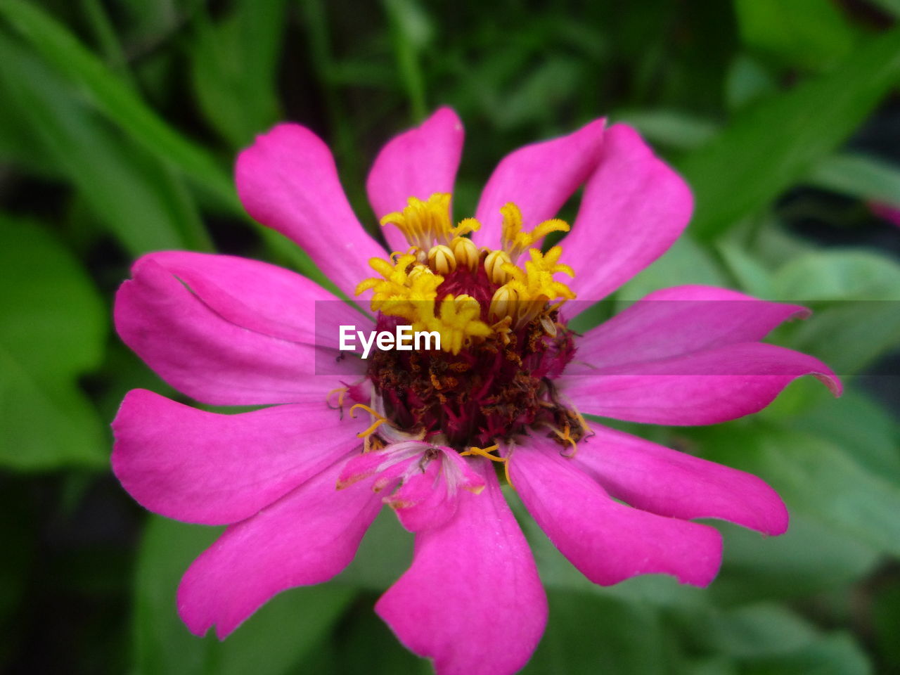 CLOSE-UP OF PINK LOTUS BLOOMING OUTDOORS