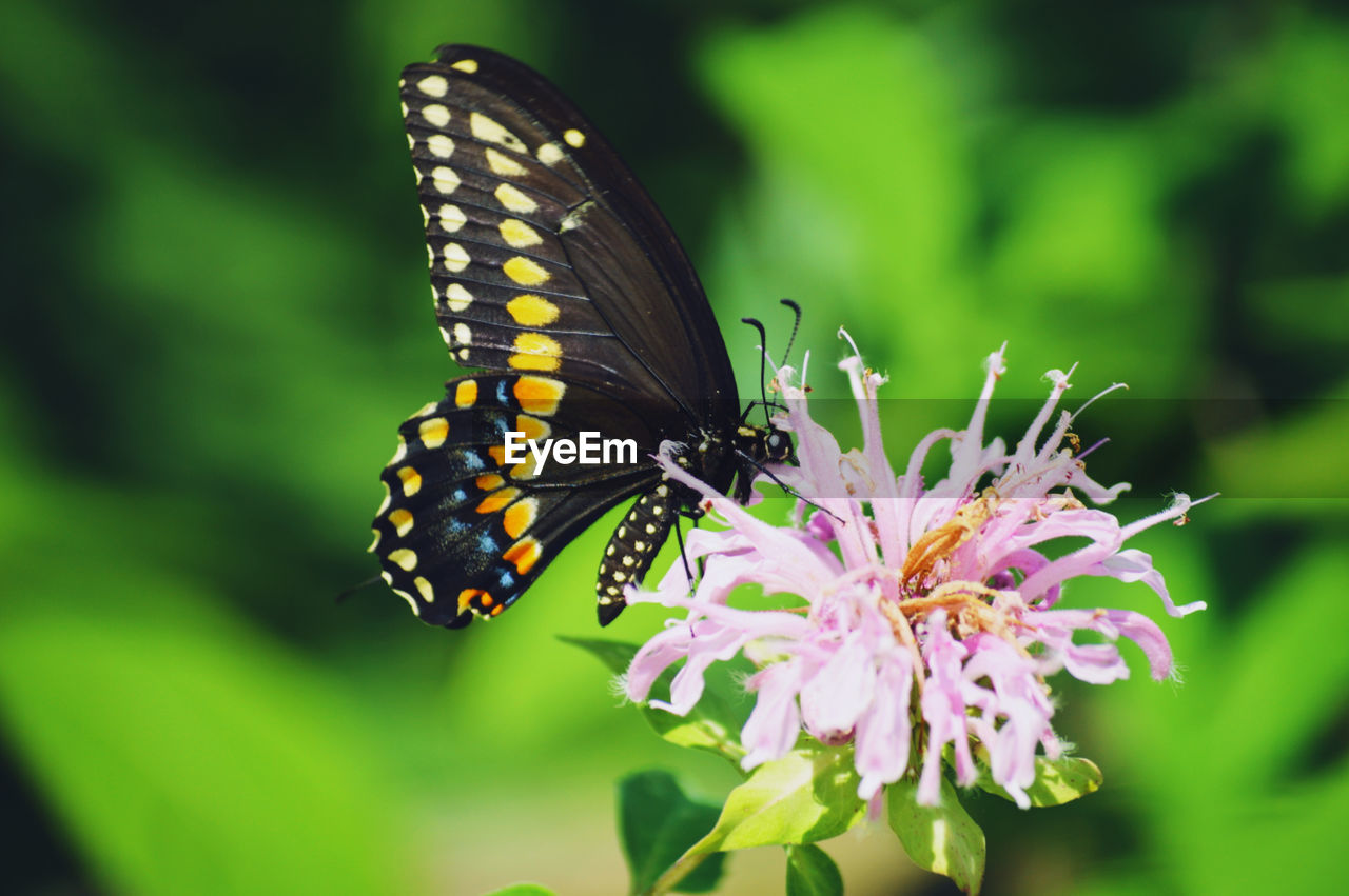 Close-up of butterfly pollinating on pink flower