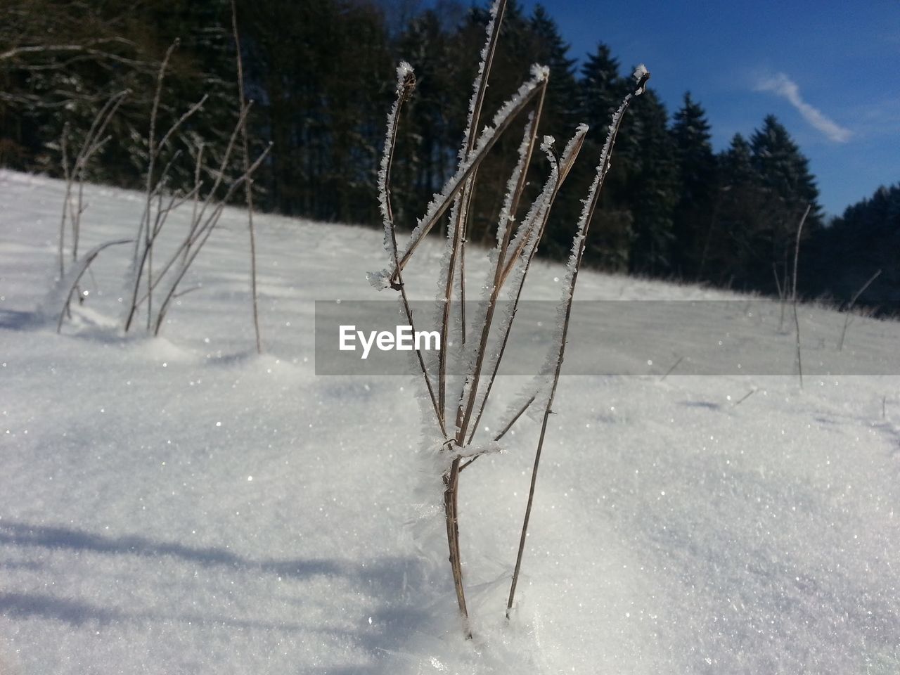 Dried plants on snow covered field against trees