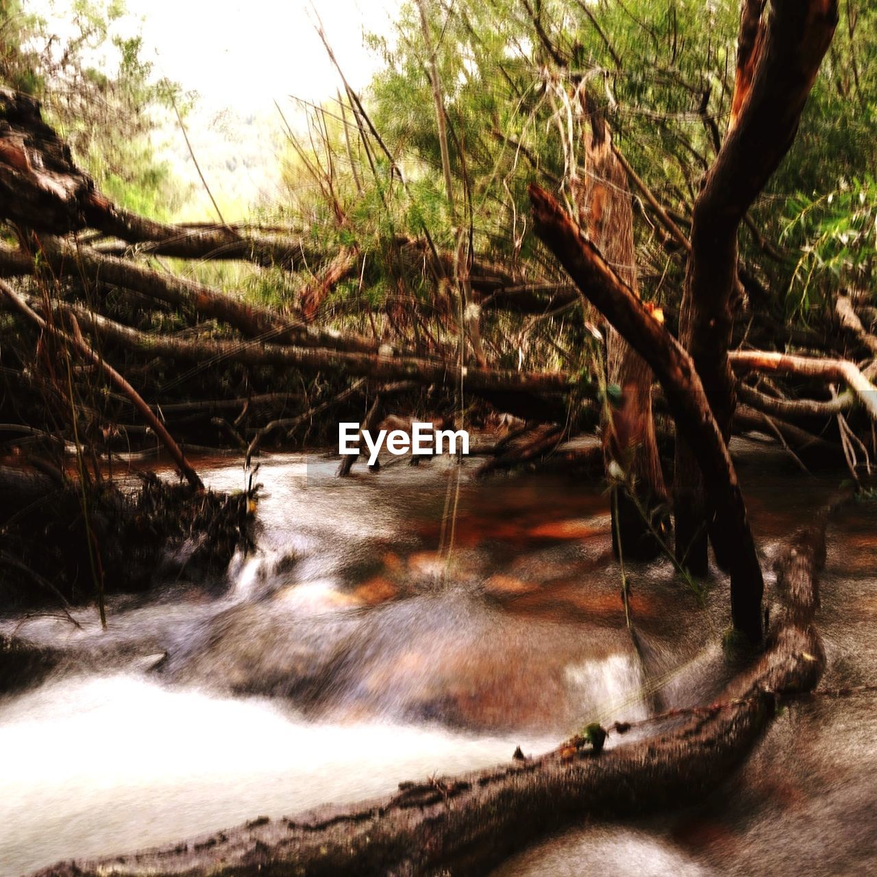 CLOSE-UP OF LOG IN FOREST AGAINST TREES