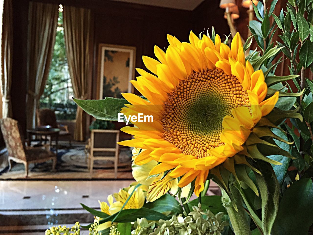 Close-up of yellow flower blooming outdoors